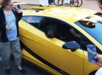 Lamborghini Gallardo guidata da un orso [VIDEO]