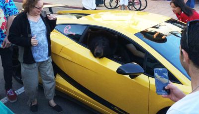 Lamborghini Gallardo guidata da un orso [VIDEO]