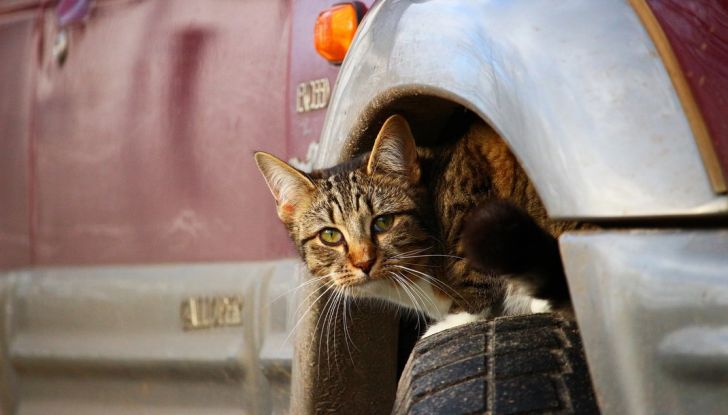 #AMAMIeBASTA, la campagna di Anas contro l’abbandono di animali - Foto 8 di 8