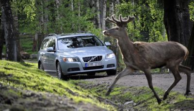 Cosa fare se si investe un animale con l’auto