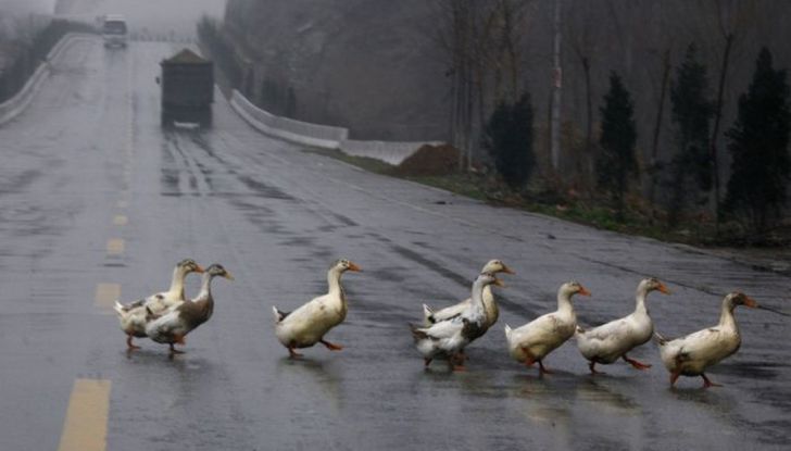 Cosa fare se si investe un animale con l’auto - Foto 11 di 11