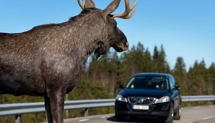 Cosa fare se si investe un animale con l’auto - Foto 2 di 11