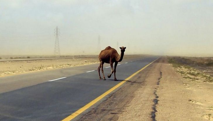 Cosa fare se si investe un animale con l’auto - Foto 5 di 11