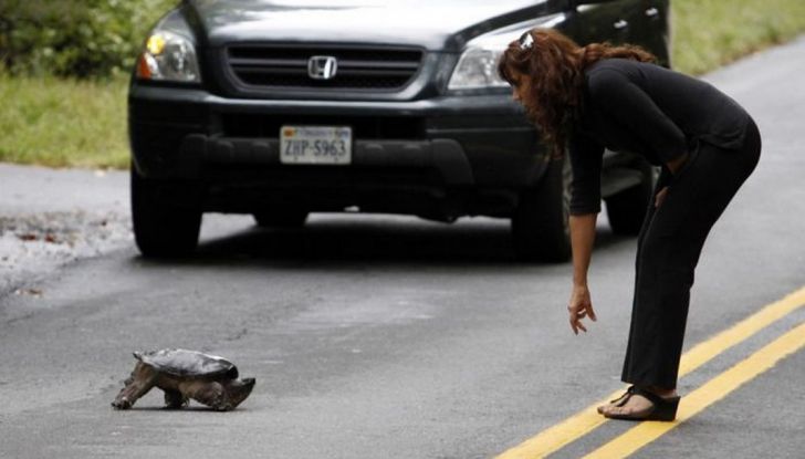 Cosa fare se si investe un animale con l’auto - Foto 6 di 11