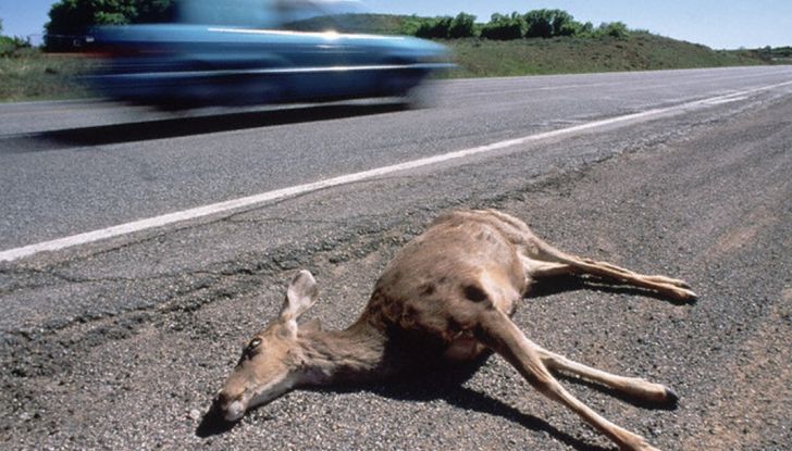 Cosa fare se si investe un animale con l’auto - Foto 7 di 11