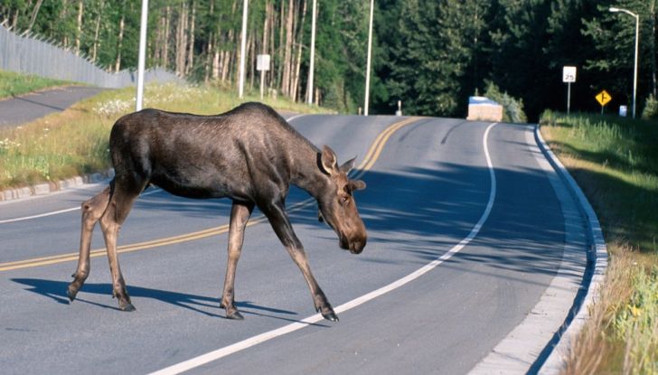 Cosa fare se si investe un animale con l’auto - Foto 9 di 11