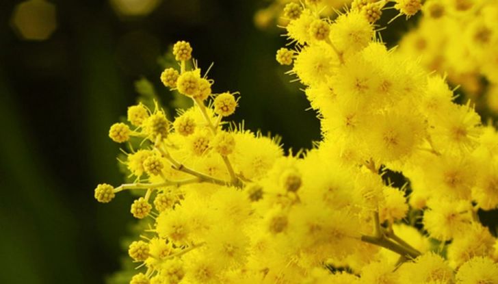 Festa della Donna: auguri da Infomotori! - Foto 3 di 6