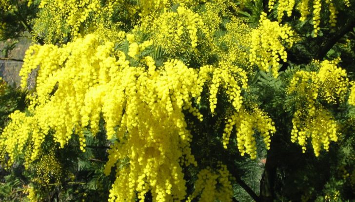 Festa della Donna: auguri da Infomotori! - Foto 4 di 6
