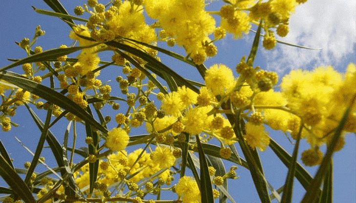 Festa della Donna: auguri da Infomotori! - Foto 5 di 6