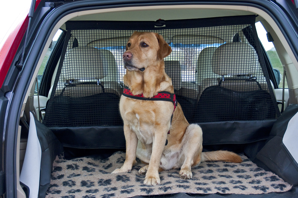 Animali in auto: come trasportare cani e gatti secondo il Codice