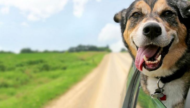 5 consigli per tutelare bimbi e animali a bordo dell’auto - Foto 5 di 7