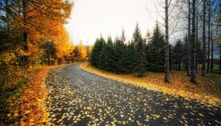 Manto stradale coperto di foglie: come guidare - Foto 4 di 7