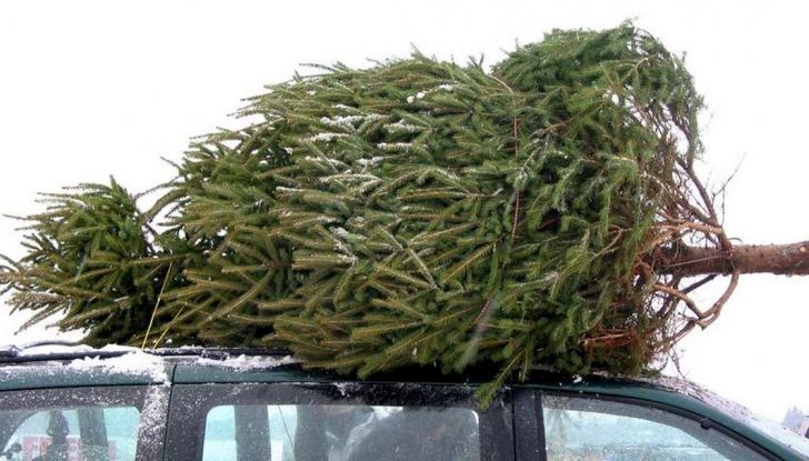 Come trasportare l’albero di Natale in auto senza incorrere in sanzioni - Foto 4 di 9
