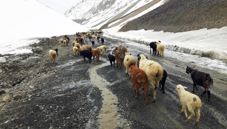 Citroën Avventura Gialla 2017: la C4 Cactus attraversa il Kirghizistan - Foto 4 di 5