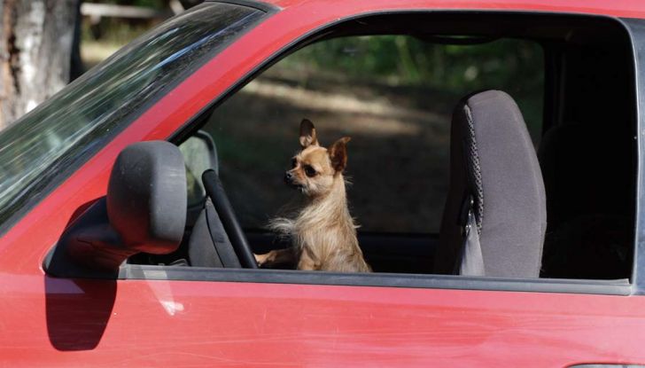 Viaggiare con gli animali: le regole in aereo, traghetto e treno - Foto 5 di 7