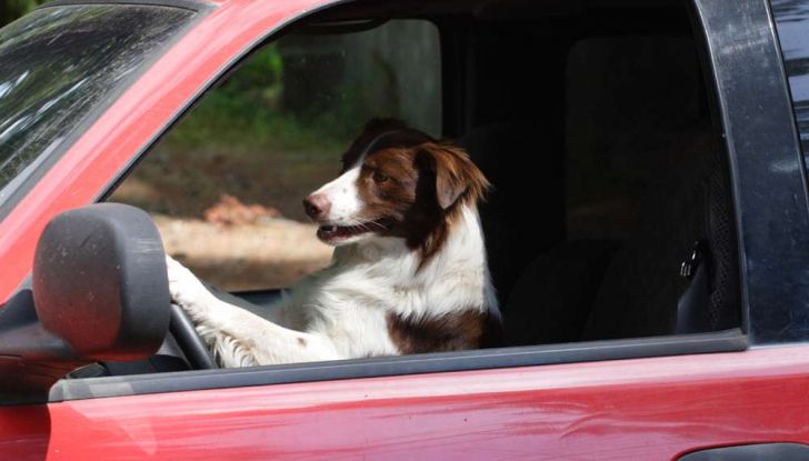 Viaggiare con gli animali: le regole in aereo, traghetto e treno - Foto 7 di 7