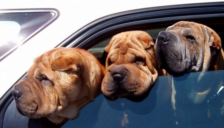Viaggiare con gli animali: le regole in aereo, traghetto e treno - Foto 1 di 7