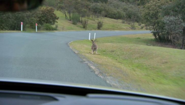 Australia, i canguri fanno saltare la guida autonoma Volvo - Foto 2 di 7