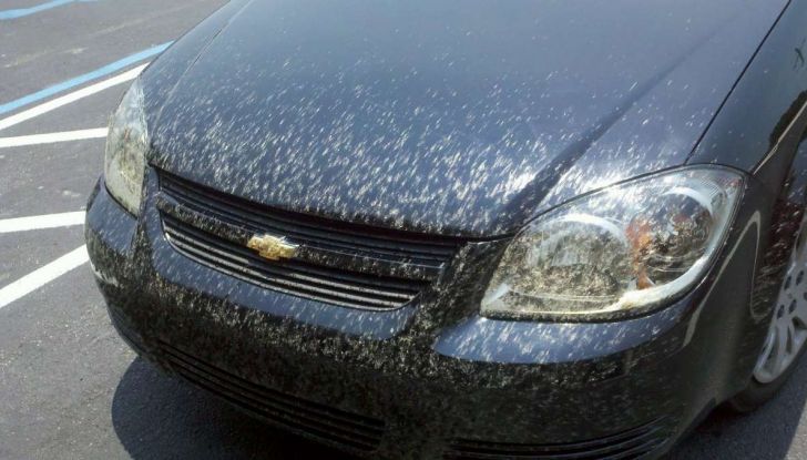 Come rimuovere i moscerini dalla carrozzeria dell’auto - Foto 3 di 8