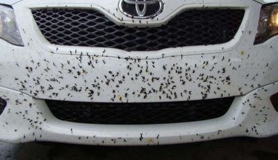 Come rimuovere i moscerini dalla carrozzeria dell’auto