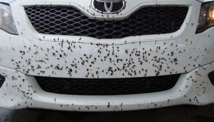 Come rimuovere i moscerini dalla carrozzeria dell’auto - Foto 1 di 8