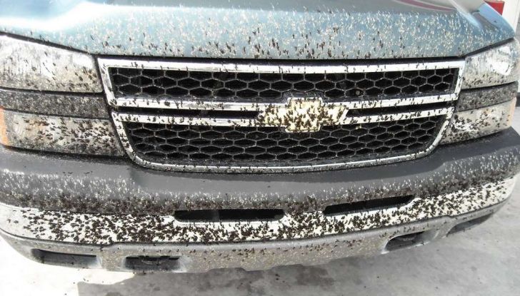 Come rimuovere i moscerini dalla carrozzeria dell’auto - Foto 8 di 8