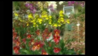 Video Citroen a Orticolario 2009