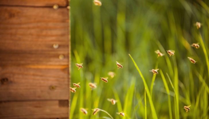 Porsche si lancia nella produzione di miele con 1,5 milioni di api - Foto 9 di 9