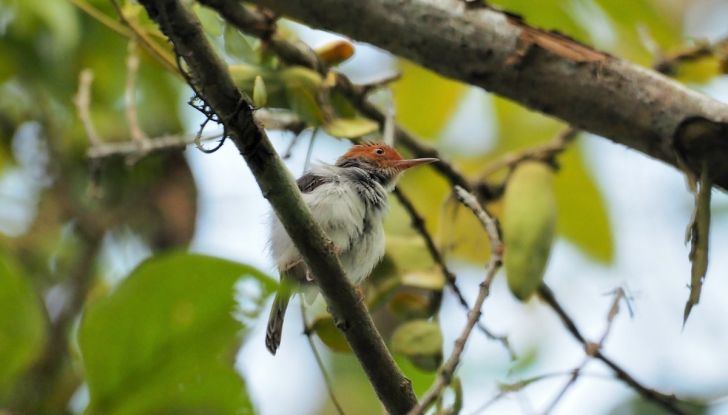 Inghilterra, spine dissuasori sugli alberi per proteggere le auto dagli uccelli - Foto 7 di 10