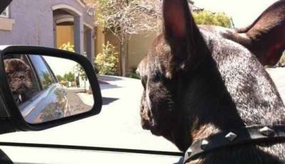 Animali in auto: come trasportare cani e gatti secondo il Codice della Strada