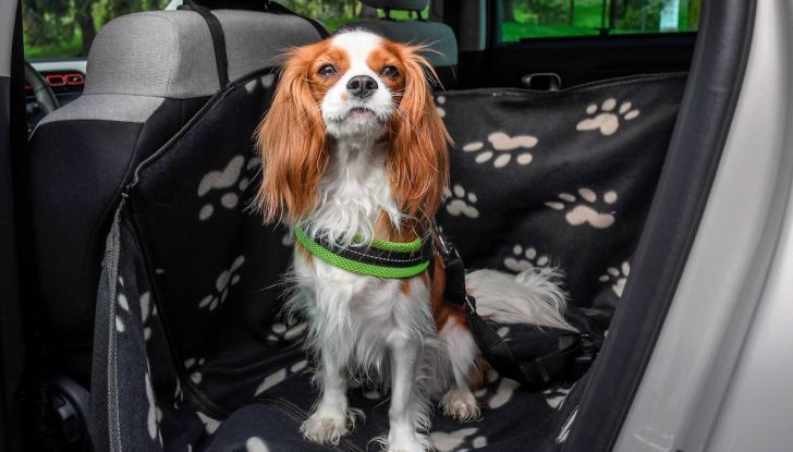 Citroën lancia il kit “Pet à Porter” per la sicurezza dei cani in auto - Foto 14 di 25