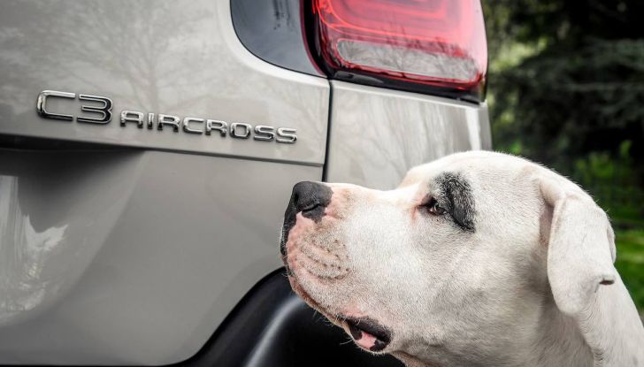Citroën lancia il kit “Pet à Porter” per la sicurezza dei cani in auto - Foto 21 di 25