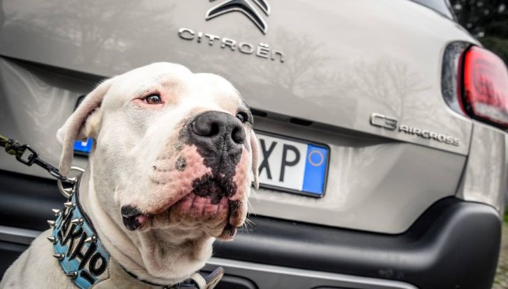 Citroën lancia il kit “Pet à Porter” per la sicurezza dei cani in auto - Foto 22 di 25