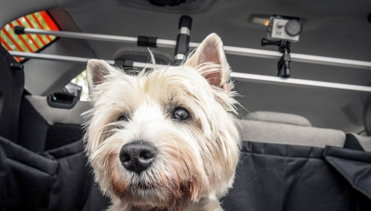 Citroën lancia il kit “Pet à Porter” per la sicurezza dei cani in auto - Foto 24 di 25