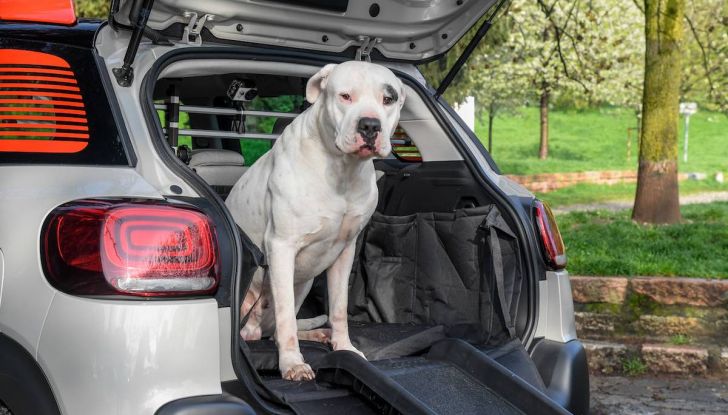 Citroën lancia il kit “Pet à Porter” per la sicurezza dei cani in auto - Foto 3 di 25