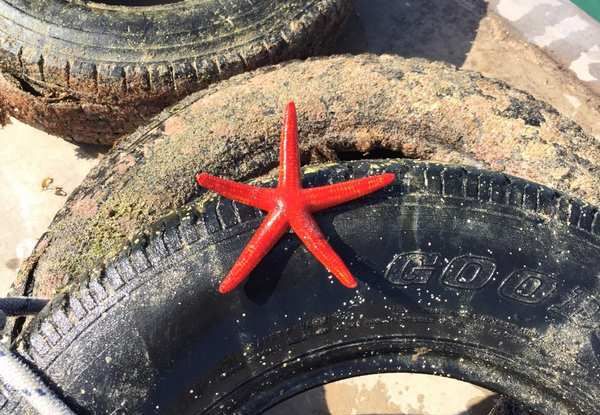 8.500 pneumatici recuperati dai fondali marini italiani - Foto 2 di 6