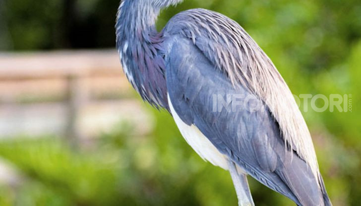 Roma, Il murales di Iena Cruz pulisce l’aria grazie a vernice AirLite - Foto 3 di 21