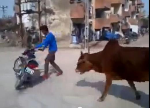 Un video mostra che non a tutti gli animali piacciono le moto