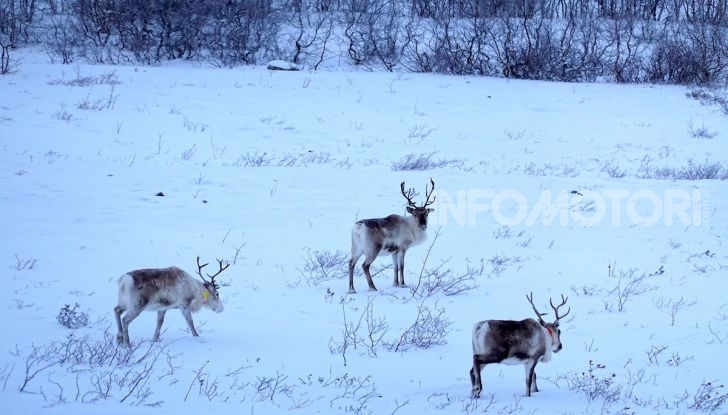 White Cruise: da Milano a Capo nord con la nuova Citroen C5 Aircross 71° N - Foto 24 di 43