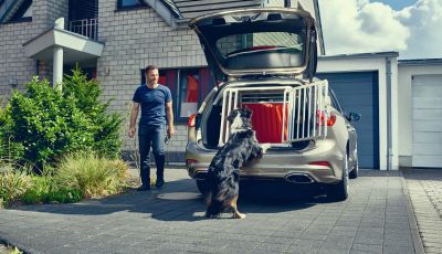 Viaggiare con gli animali: le regole in aereo, traghetto e treno