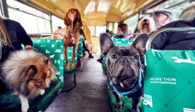 Trasporti pubblici gratuiti per cani, gatti e animali d’affezione