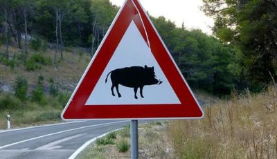 Come evitare un impatto in auto con un cinghiale, cervo o capriolo