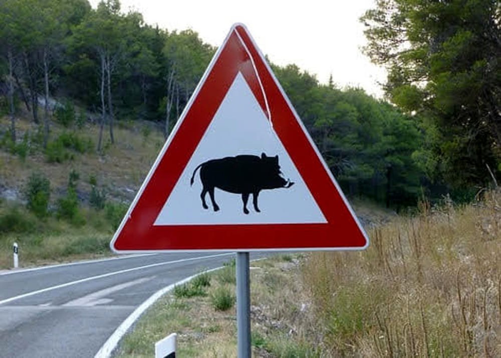 Cinghiale автомобиль
