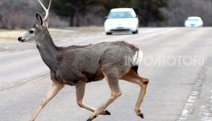 attraversamento capriolo