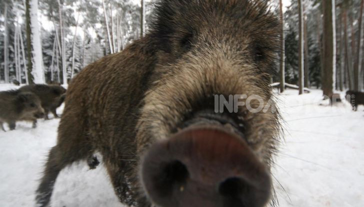 attraversamento cinghiali