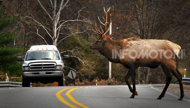cervo che attraversa