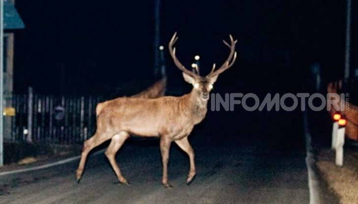 cervo di notte