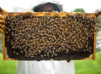 Rolls-Royce si dedica alla produzione di miele… di lusso