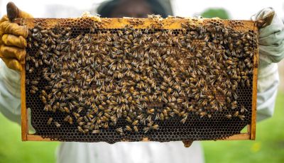 Rolls-Royce si dedica alla produzione di miele… di lusso