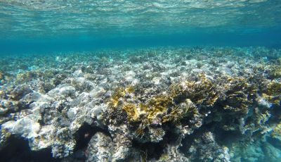 Futuro? Batterie per auto elettriche derivate dalle rocce marine